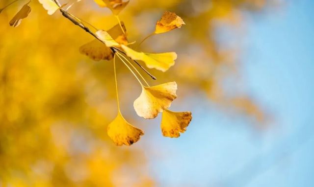 南江銀杏黃，家門口秋日盛宴限時賞