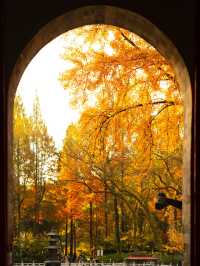 南京|沒有一座山比棲霞更懂秋天