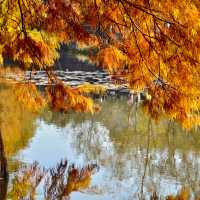 南京燕雀湖｜藏在城芯的秋日秘境，承包金陵所有溫柔