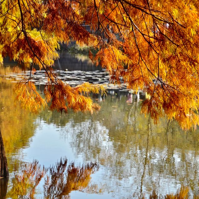 南京燕雀湖｜藏在城芯的秋日秘境，承包金陵所有溫柔