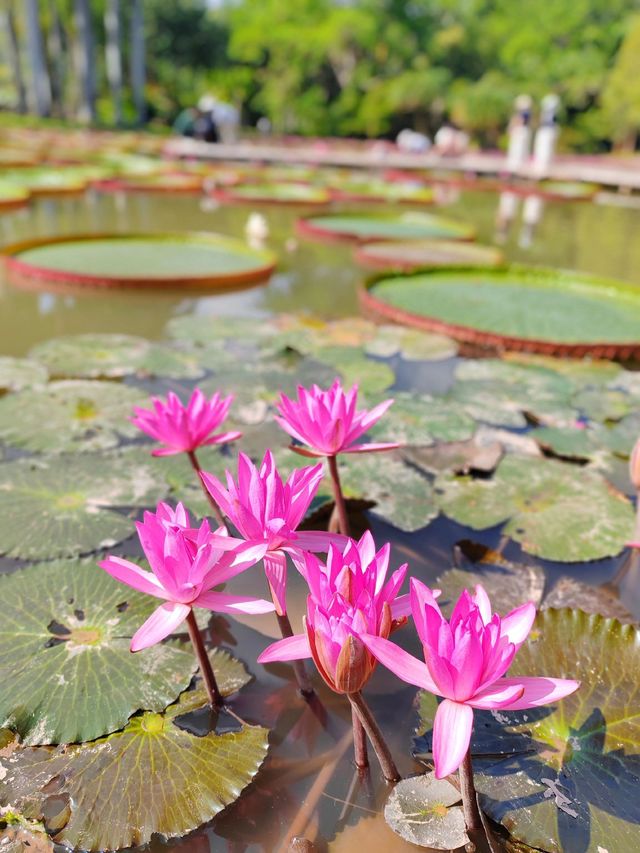 西雙版納已回,後勁太大啦 西雙版納已回,後勁太大啦