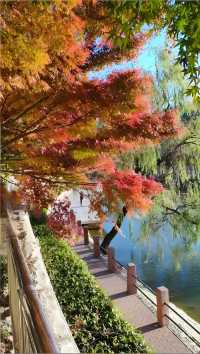 秋日限定：青島北嶺山森林公園紅葉全攻略 