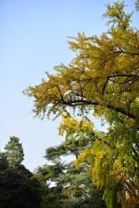 解鎖金陵秋日限定浪漫