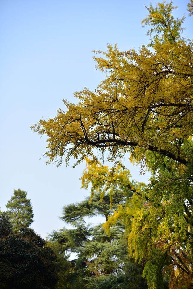 解鎖金陵秋日限定浪漫