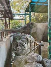 南京動物們的伊甸園——紫清湖野生動物世界