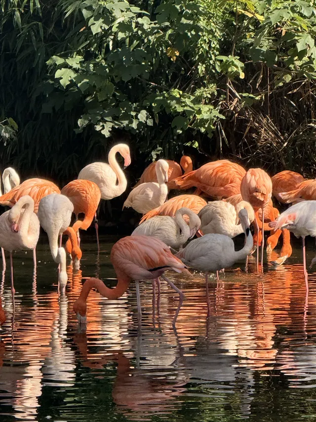 Lk|上野動物園 Lk|上野動物園