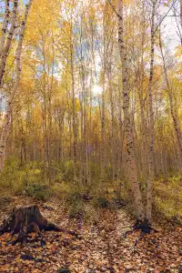站在中國最北的江灣，擁抱一整片北國的浪漫