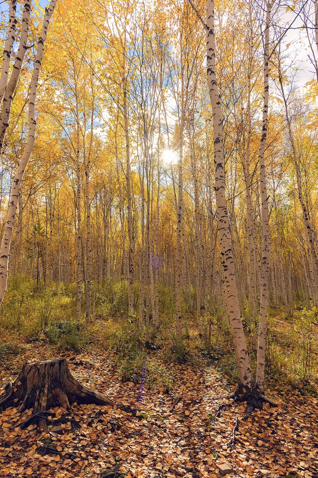 站在中國最北的江灣，擁抱一整片北國的浪漫
