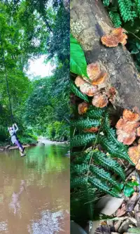 西雙版納我只去兩個地兒(下)