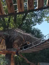 龍之夢動物世界剛回