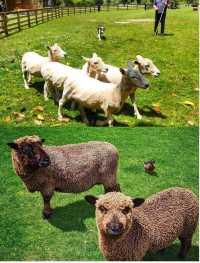 誰懂啊！在新西蘭被羊駝包圍太幸福了