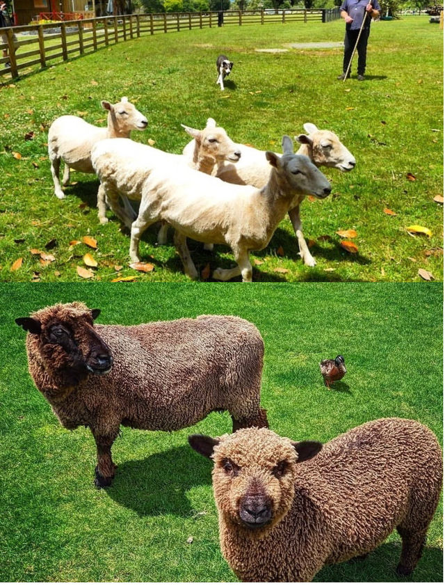 誰懂啊！在新西蘭被羊駝包圍太幸福了