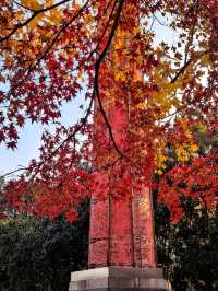 一場落在肇嘉浜路中的銀杏雨。