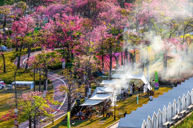 橫琴花海長廊異木棉最佳機位 橫琴花海長廊異木棉最佳機位