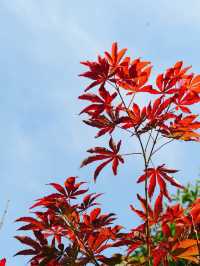 楓葉紅了必打卡地標