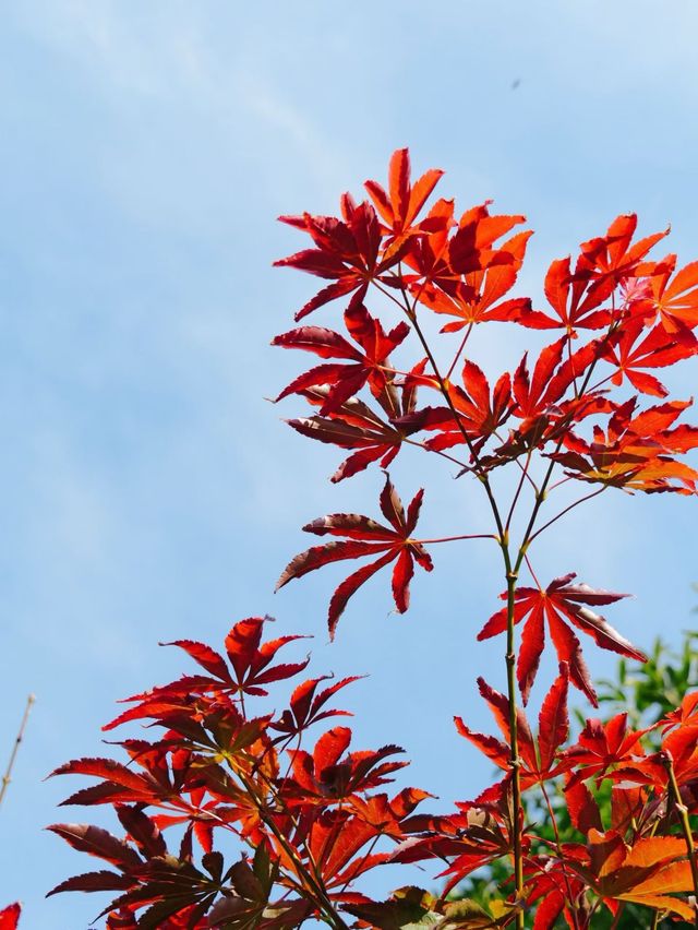 楓葉紅了必打卡地標 楓葉紅了必打卡地標