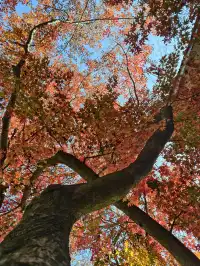 留住秋天的一百種方式之莫干山的楓葉