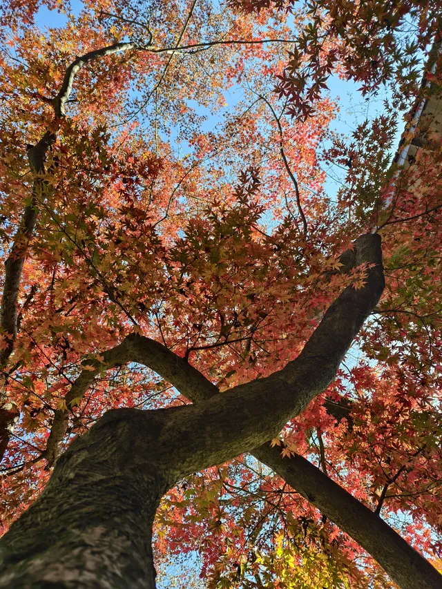 留住秋天的一百種方式之莫干山的楓葉