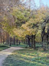 12月共青楓葉紅了銀杏黃了(附出片打卡點)