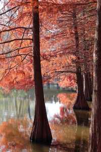 南京秋色天花板在這