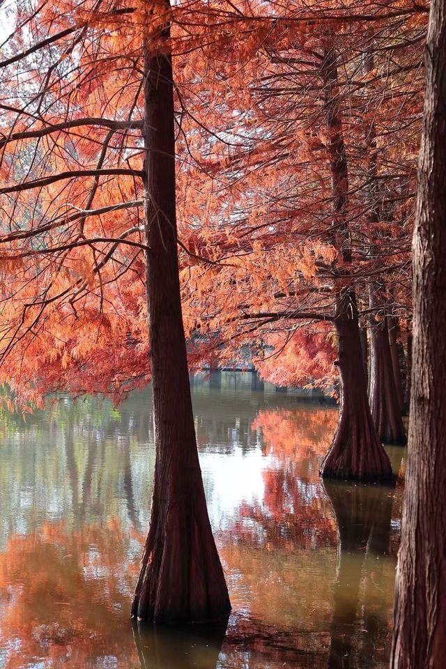 南京秋色天花板在這 南京秋色天花板在這