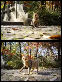 人你好,我是靈谷寺的咪,來看看我和秋天嗎