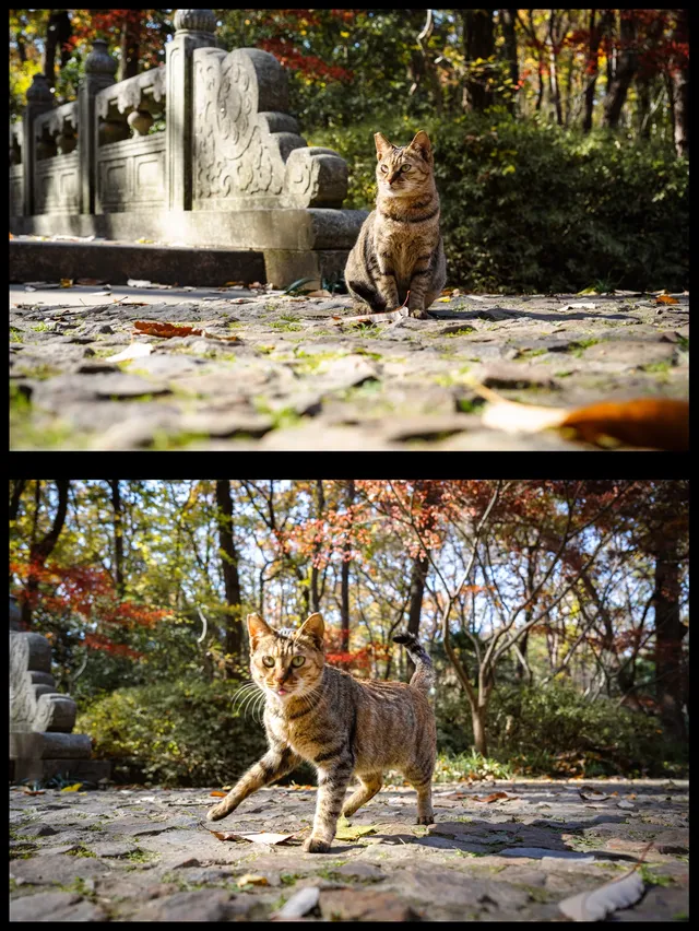 人你好,我是靈谷寺的咪,來看看我和秋天嗎 人你好,我是靈谷寺的咪,來看看我和秋天嗎