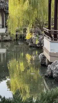 為了一棵樹來了瞻園|全屏感受金陵第一園