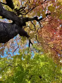 感謝杭州指南村 成功get秋日壁紙