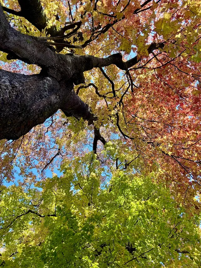 感謝杭州指南村 成功get秋日壁紙 感謝杭州指南村 成功get秋日壁紙