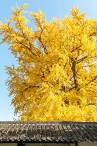 揚州的秋色真的值得專程去一趟