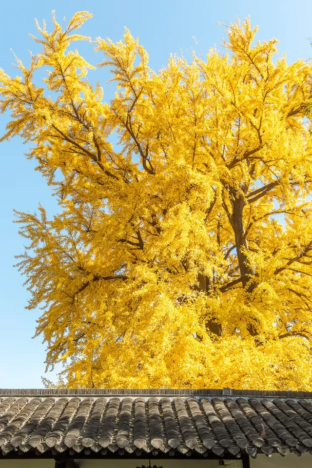 揚州的秋色真的值得專程去一趟