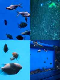 以為海洋館夠絕了，直到闖進上海這片水底森林