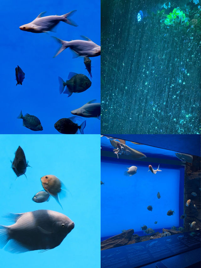 以為海洋館夠絕了，直到闖進上海這片水底森林