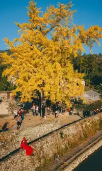溫州這個古村的百年銀杏已到最佳觀賞期~