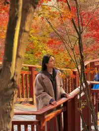 12.5實況 ｜棲霞山美得讓人掐人中