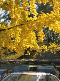 韶關南雄·帽子峰銀杏