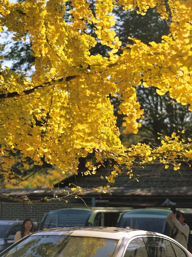 韶關南雄·帽子峰銀杏