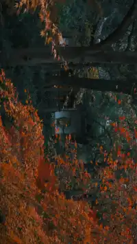 吊打京都沒人告訴我杭州的秋天這麼頂啊