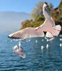 麗江瀘沽湖｜兩天一晚把晨霧+環湖玩明白了