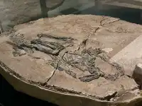 恐龍展抽獎只剩最後1天,衝啊!