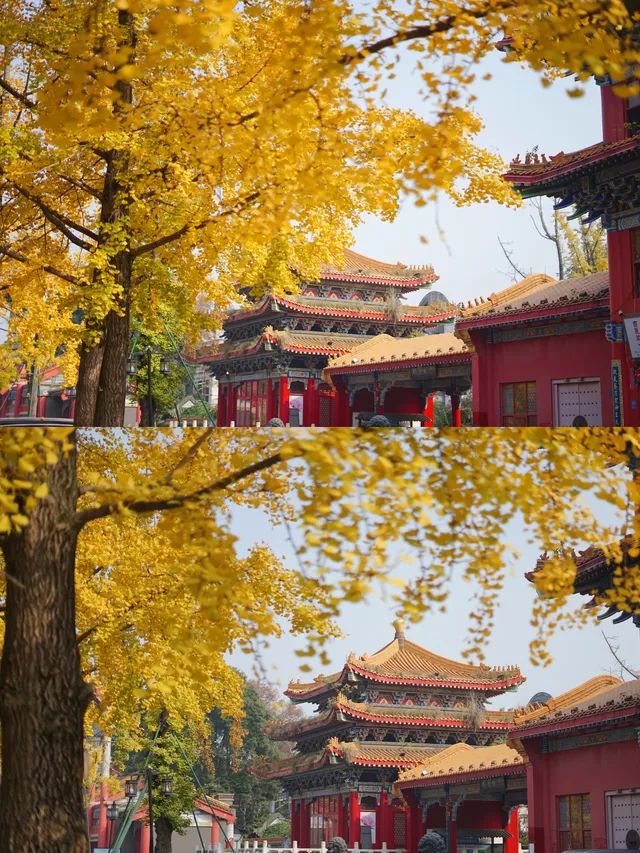 溫江藏著一個「紫禁城」，和銀杏同框太美啦