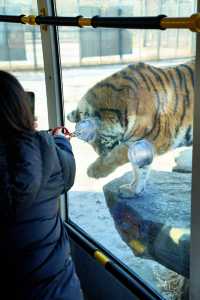 哈爾濱必打卡!東北虎林園與百獸之王0距離接觸!