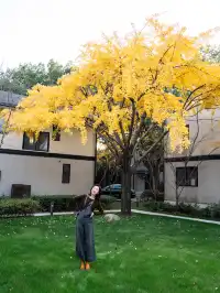 發現了！魔都市區能獨攬銀杏樹的小眾秘境！