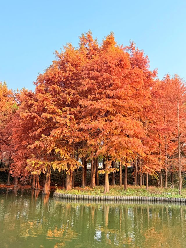 上海初冬限定浪漫|碳路者公園4點光影落羽杉 上海初冬限定浪漫|碳路者公園4點光影落羽杉