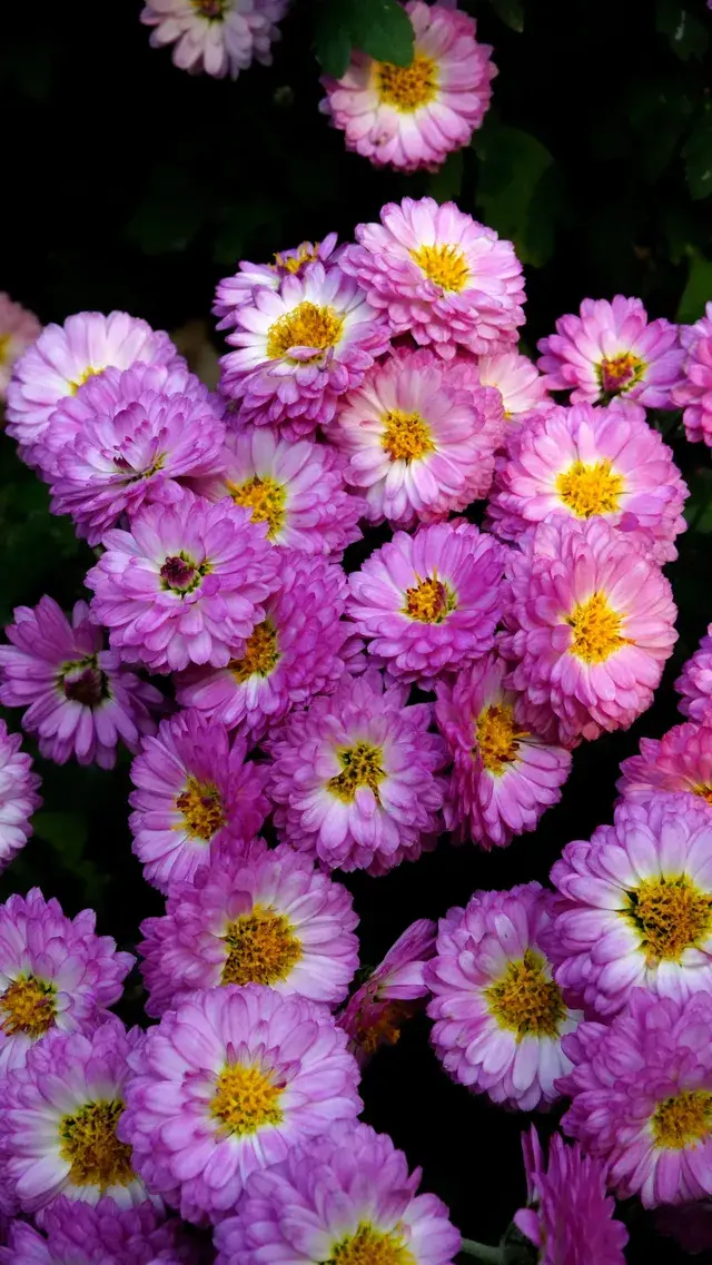 瘦西湖的秋 瘦西湖的秋