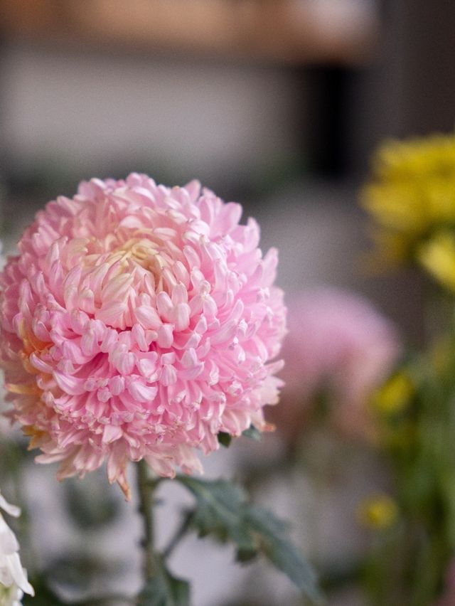 在長安城牆根獨棟別墅院子體驗整座城的詩意 在長安城牆根獨棟別墅院子體驗整座城的詩意