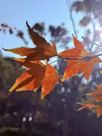 這風景好美,真的好想讓所有人🫘看到