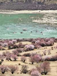 林芝3日遊這篇攻略讓你玩到盡興