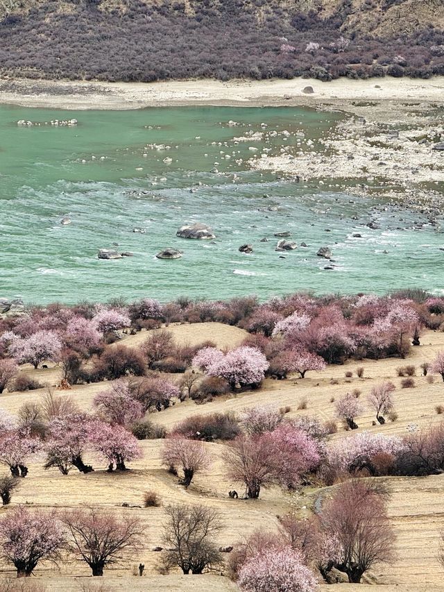 林芝3日遊這篇攻略讓你玩到盡興 林芝3日遊這篇攻略讓你玩到盡興